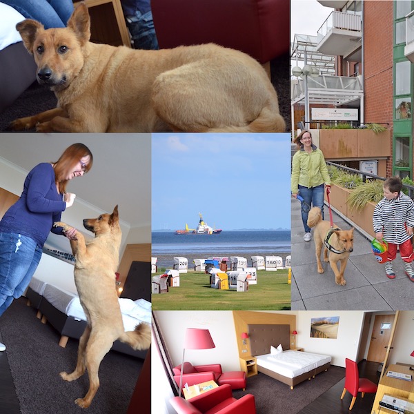 Urlaub mit Hund Erfahrung und Hoteltipp Elischebas Reiseblog